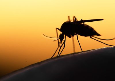 Bacteria capable of wiping out disease-carrying mosquitoes: Australian study