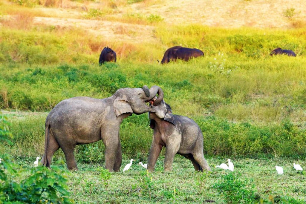 471186633 1031934772311184 2539257812891124735 N