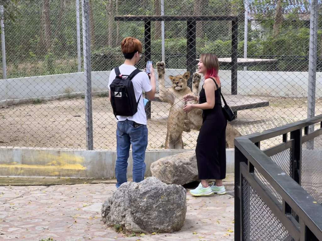 Unsafe feeding of lions at public zoo