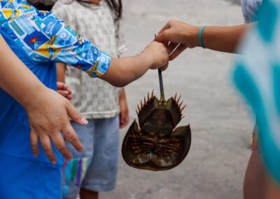 Hua Hin crab release: Daily eco activity for families and tourists