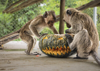 PHOTOS: Wildlife Friends Foundation Thailand animals enjoy Halloween treats